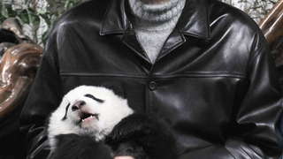 Yao, Panda. Panda, Yao.